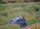 Izabeltapuit (Isabelline  wheatear) Oenanthe isabellina - kloof bij Yolin Am-08-2016 (2)